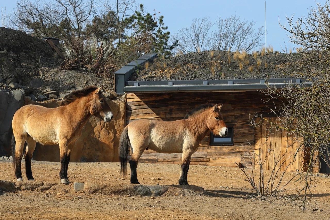 Foto Zoo 07 Výběhy