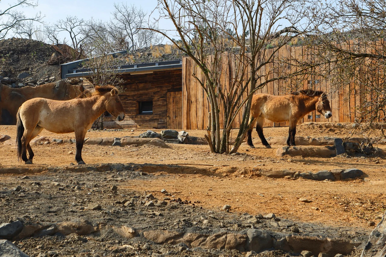 Foto Zoo 08 Výběhy